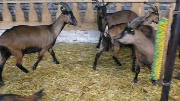 Chèvres à la ferme — Video