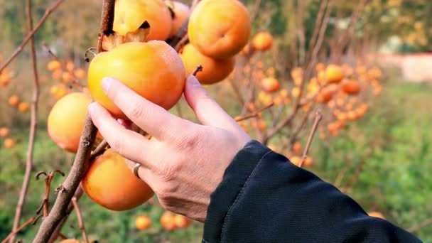 Árboles de caqui, frutos de Sharon — Vídeos de Stock