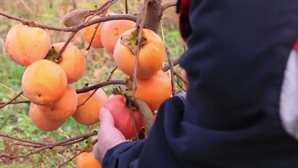 Фермер, який збирає японську хурму — стокове відео