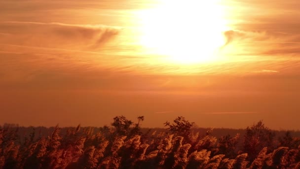 Caña al atardecer, Paisaje — Vídeo de stock