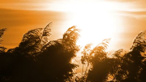 Caña al atardecer, Paisaje — Vídeo de stock