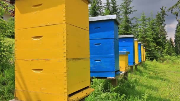 Bienenstöcke auf einer Wiese am Waldrand — Stockvideo