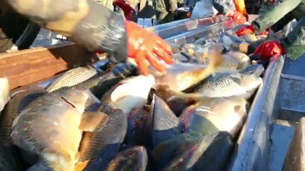 Ryby słodkowodne ze stawu rybnego — Wideo stockowe