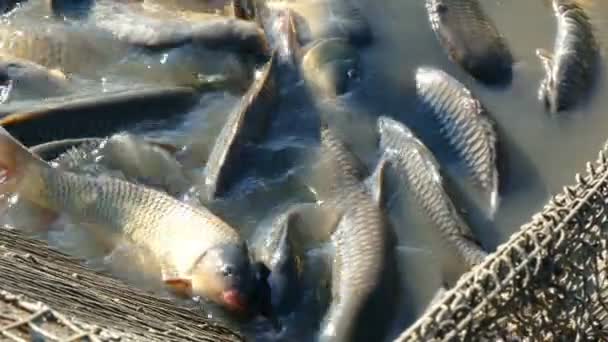 Peces de agua dulce en un estanque — Vídeo de stock