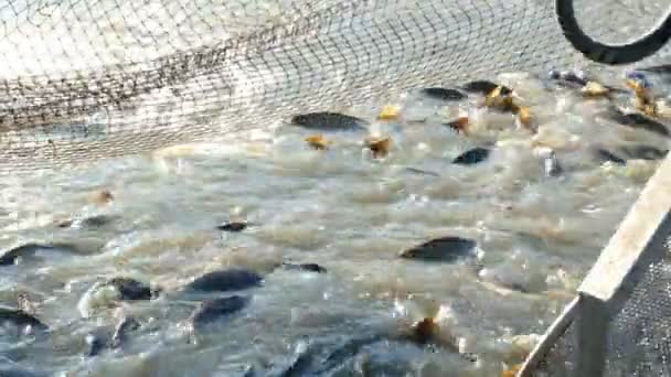 Süßwasserfische fangen — Stockvideo