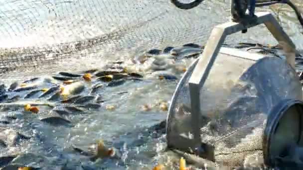 Αλίευση ψαριών του γλυκού νερού — Αρχείο Βίντεο
