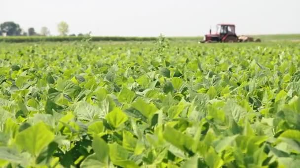 Tractor moviéndose a través del campo verde — Vídeos de Stock