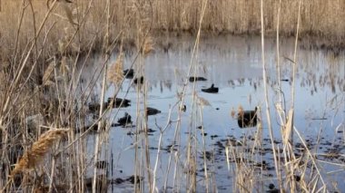 Petrol ve plastik kirliliği