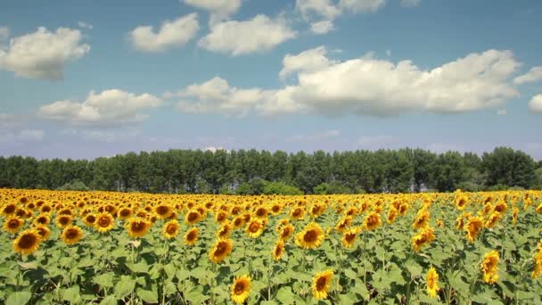 Красиві соняшникова поля — стокове відео