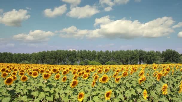 Hermoso campo de girasol — Vídeos de Stock