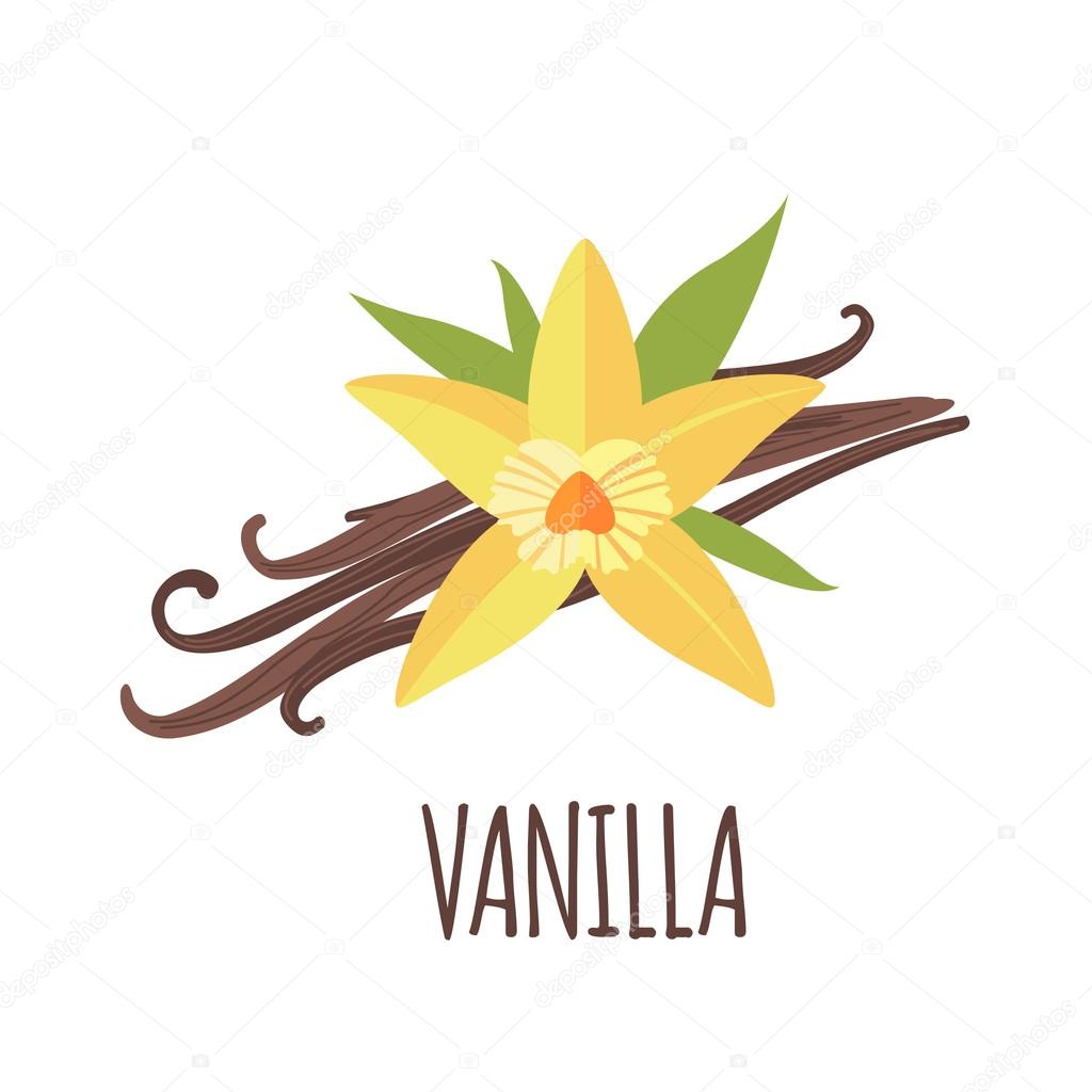 Vanilla vector logo  in flat style. Vanilla icon. Isolated object. Vector illustration.