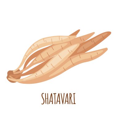 Beyaz arkaplanda izole edilmiş Shatavari kök simgesi. Kuşkonmaz racemosus veya shatamull. Ayurvedic tıbbi bitki. Vektör illüstrasyonu
