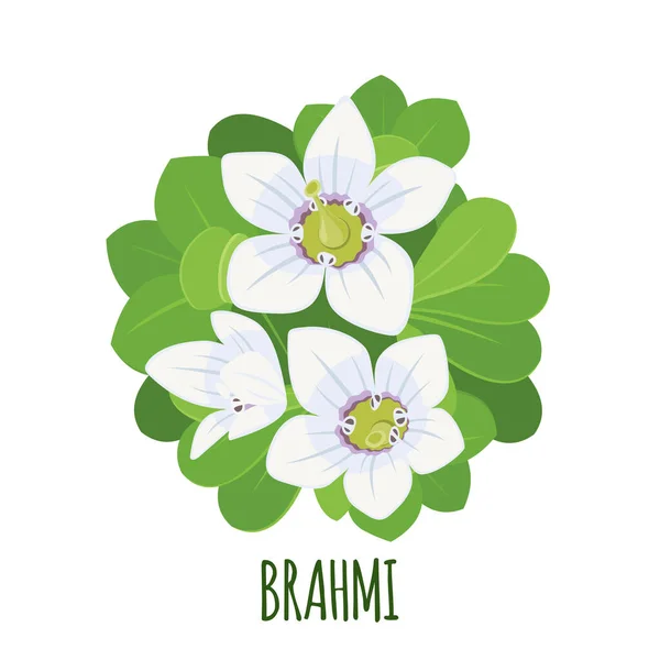 Brahmi Εικονίδιο Επίπεδο Στυλ Που Απομονώνονται Λευκό Φόντο Bacopa Monnieri — Διανυσματικό Αρχείο