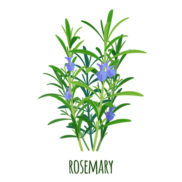 Rosemary Sprigs Icon Flat Style Isolated White Background Ayurvedic Medical — Stock Vector