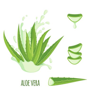 Aloe Vera simgesi beyaz arkaplanda izole edildi. Ayurvedic tıbbi bitki. Vektör illüstrasyonu
