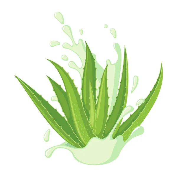 Icône Aloe Vera Isolée Sur Fond Blanc Plante Médicinale Ayurvédique — Image vectorielle