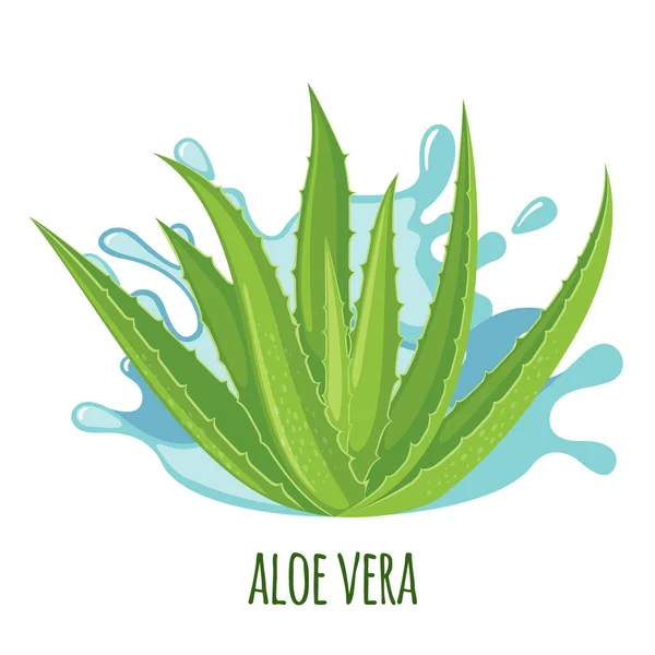 Икона Алоэ Вера Выделена Белом Фоне Аюрведическое Лекарственное Растение Векторная — стоковый вектор
