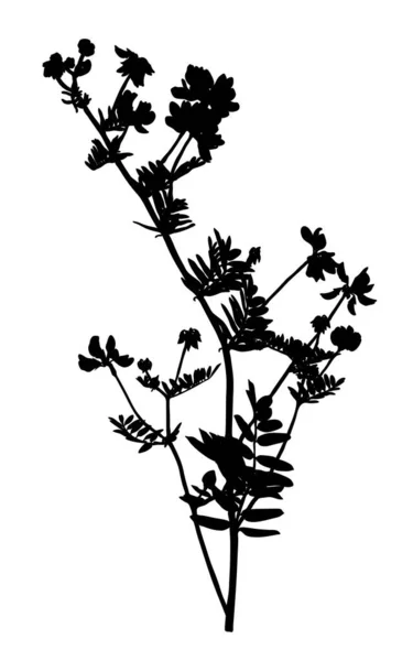 Silhouette Wildflower Isolato Sfondo Bianco Fiore Prato Illustrazione Vettoriale — Vettoriale Stock