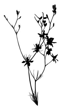 Beyaz arka planda yaban çiçeği silueti var. Çayır çiçeği. Vektör illüstrasyonu.