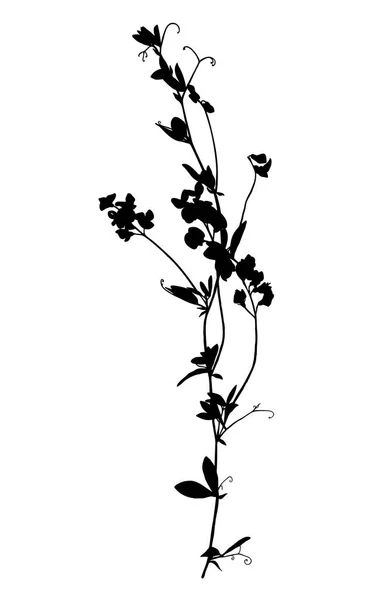 Silhueta Flores Silvestres Isolada Sobre Fundo Branco Flor Prado Ilustração — Vetor de Stock