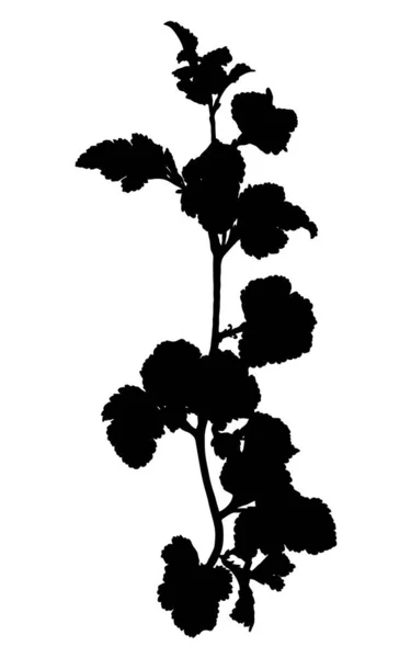 Silhouette Ramoscello Con Foglie Isolate Sfondo Bianco Ramo Nero Illustrazione — Vettoriale Stock