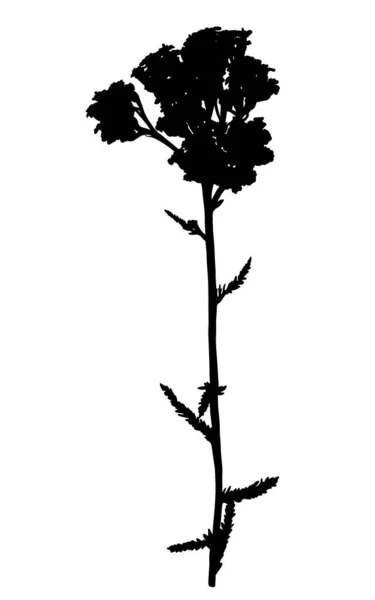 Silhouette Wildflower Isolato Sfondo Bianco Fiore Prato Achillea Illustrazione Vettoriale — Vettoriale Stock
