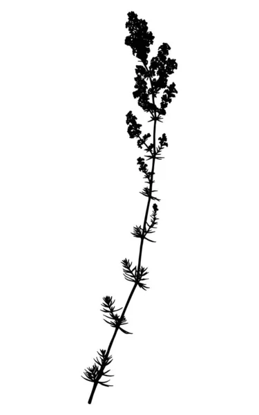 Silhouette Wildflower Isolato Sfondo Bianco Fiore Prato Illustrazione Vettoriale — Vettoriale Stock