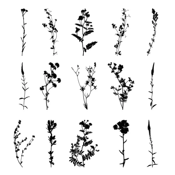 Set Van Wilde Bloemen Silhouetten Geïsoleerd Witte Achtergrond Grasbloemen Collectie — Stockvector