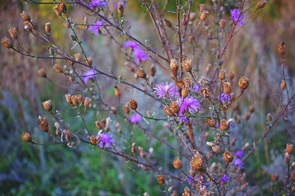Rosafarbene Wildblumen Und Samenkästen — Stockfoto