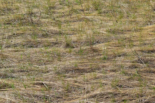 自然の抽象的な背景春の牧草地 乾燥した草 — ストック写真
