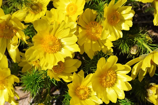 黄色の春の花 美しい花の背景 — ストック写真