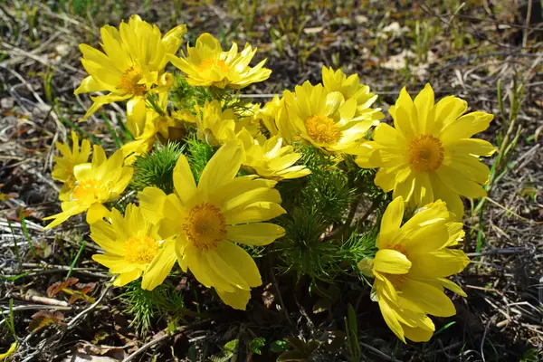 Žluté Jarní Květiny Krásné Květinové Pozadí — Stock fotografie