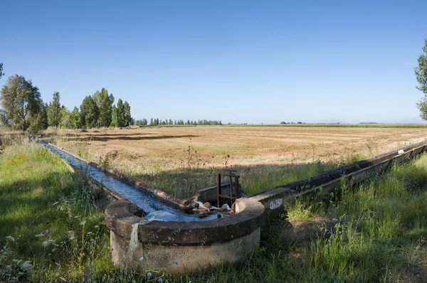 Stubb på sädesfält och poppel lundar — Stockfoto