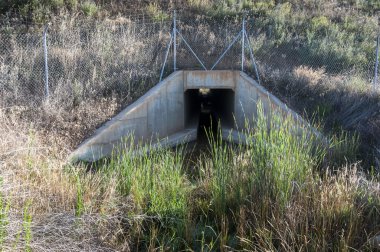 Yaban hayatı pasajda bir yüksek hızlı tren