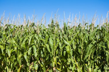 Cornfields Nehri Esla düz içinde