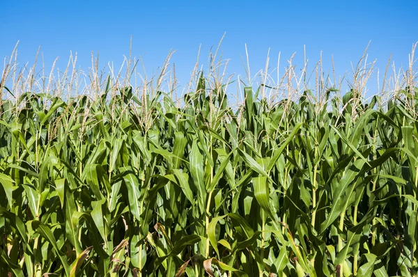 Campos de maíz en la llanura del río Esla —  Fotos de Stock