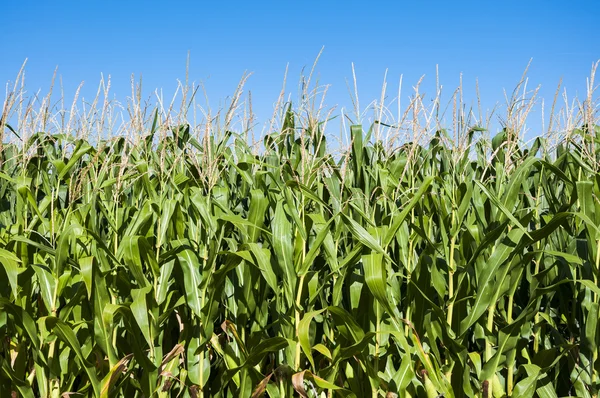 Cornfields Nehri Esla düz içinde