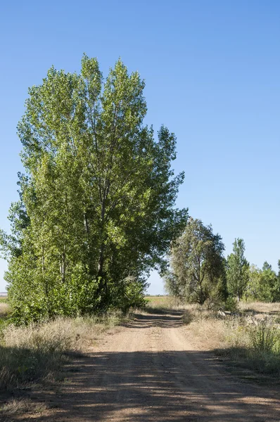 Poplar groves in the plain of the River Esla — Stock Photo, Image