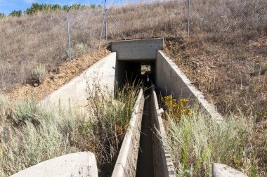 Yaban hayatı pasajda bir yüksek hızlı tren