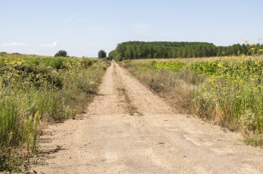 Kavak bahçeleri ve cornfields