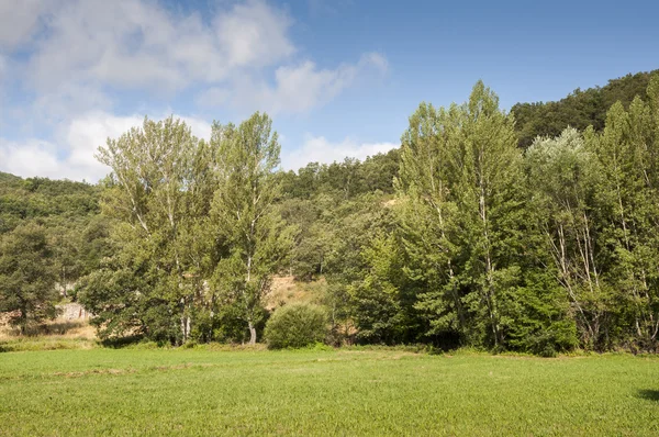 Hay meadows and poplar groves — Stock Photo, Image