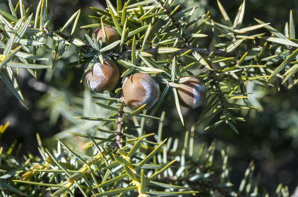 Fruits and leaves of Prickly juniper, Juniperus oxycedrus — Stock Photo, Image