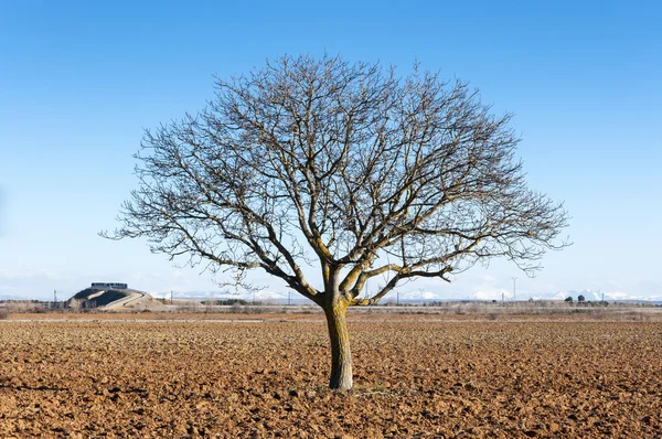 Bare Common walnut tree — Stock Photo, Image