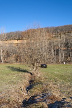 Saman çayır ve kavak ağaçları