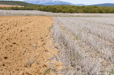 Sürülmüş ve anız alanları