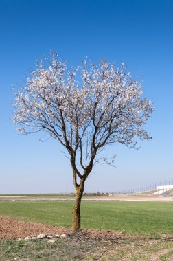 Bir badem ağacı çiçeği içinde