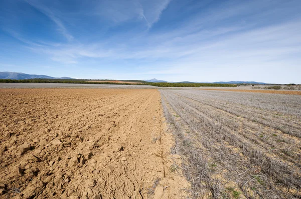 Пшеничные и стерневые поля — стоковое фото