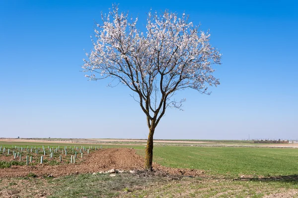 An almond tree in blossom — Stock Photo, Image