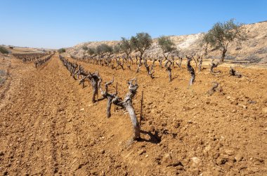 Küçük bir alanda unirrigated üzüm bağları