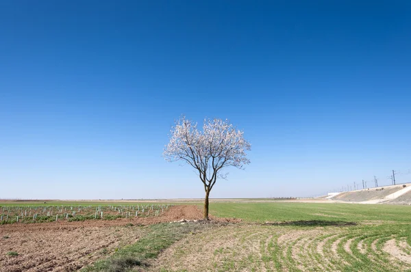 Un copac de migdale în floare — Fotografie, imagine de stoc